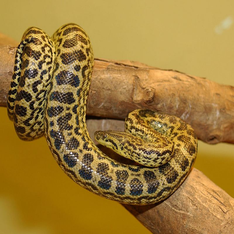 Anaconda jaune 34-Yellow Anaconda (Eunectes notaeus).jpg