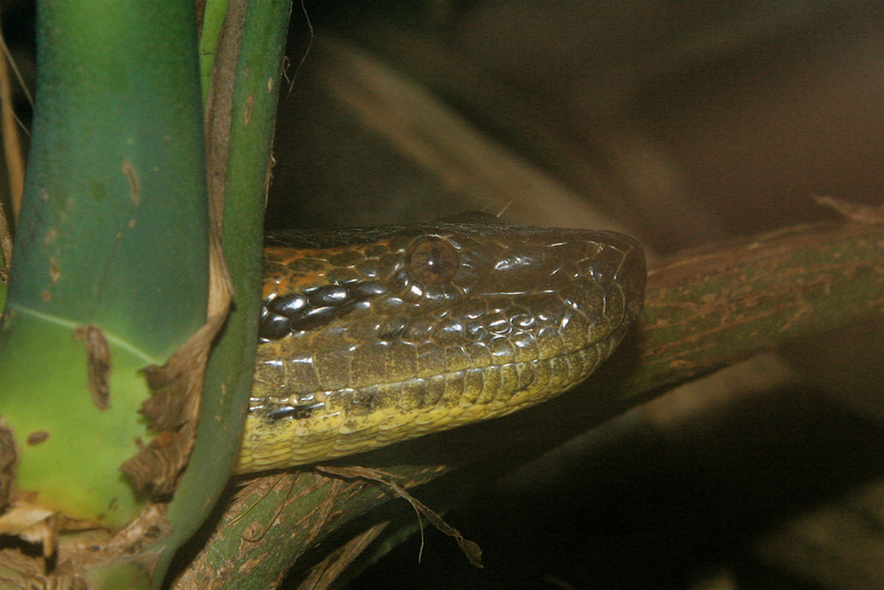 Green Anaconda (Eunectes murinus) head.jpg
