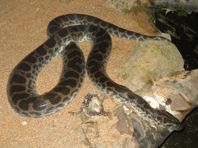 De schauseei anaconda-Dark-spotted Anaconda (De Schaunensee\'s Anaconda), Eunectes deschauenseei.jpg