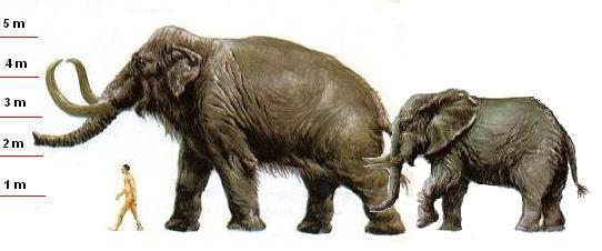 Shokado or Songhua River Mammoth, Mammuthus-sungari, comparison with man and African elephant.jpg