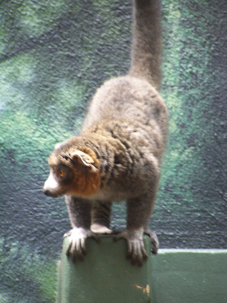 Eastern Lesser Bamboo Lemur (Hapalemur griseus) Gray Bamboo or Grey Gentle Lemur.jpg