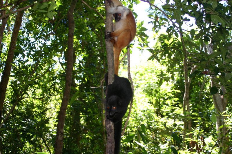 Black Lemurs-in Madagascar-Black Lemur (Eulemur macaco).jpg