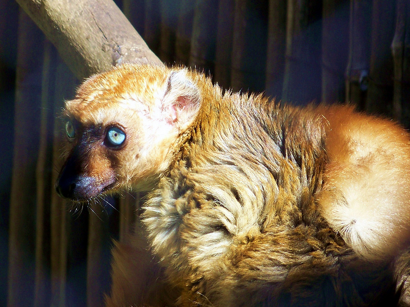 Sclater\'s or Blue-eyed Black Lemur (Eulemur macaco flavifrons).jpg