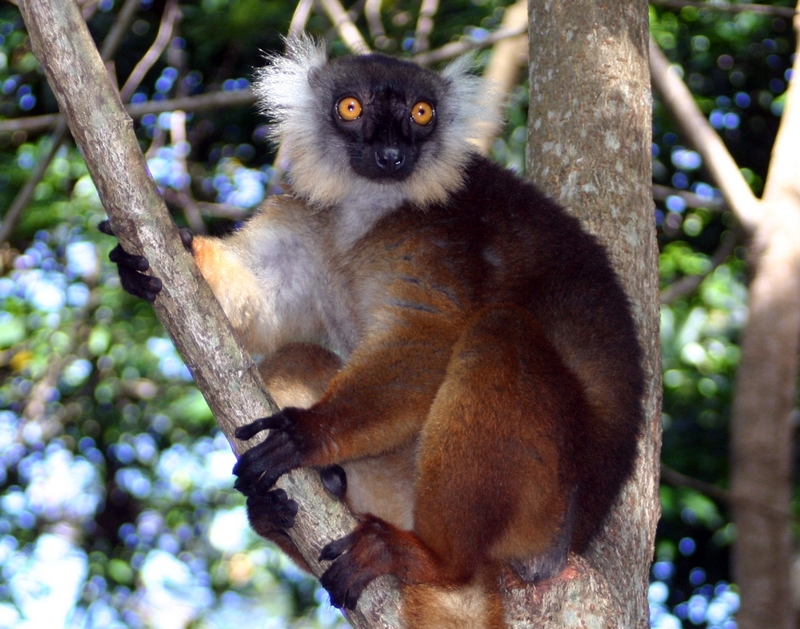 Lemur11 edit-Black Lemur (Eulemur macaco) female.jpg