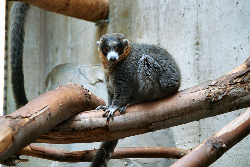Mongoose Lemur (Eulemur mongoz) 59489762.jpg