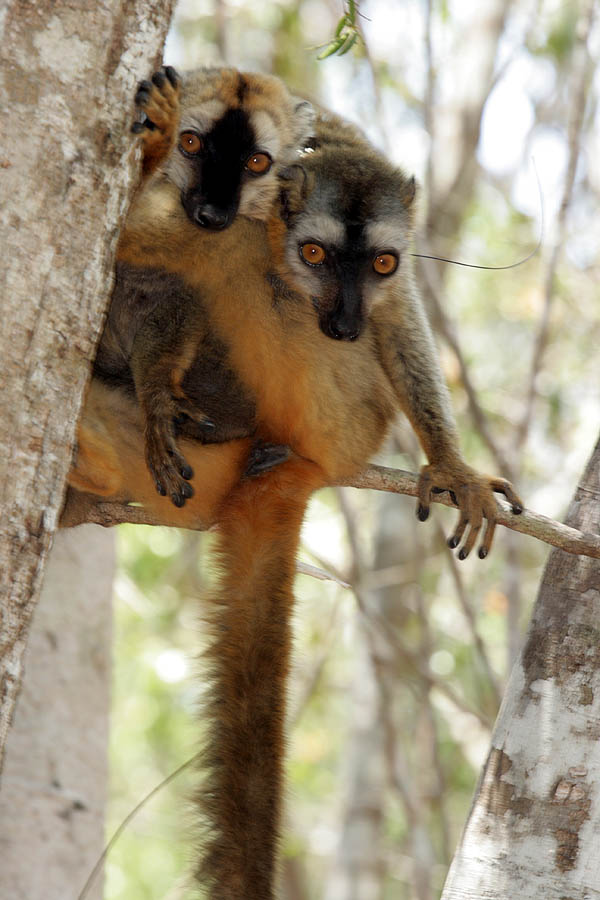 Common Brown Lemur (Eulemur fulvus) Kirindy Madagascar.jpg