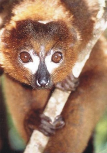 Red-bellied Lemur (Eulemur rubriventer).jpg
