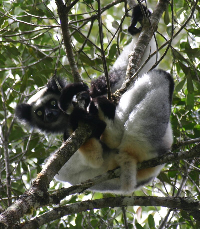 Indri (Indri indri), Babakoto.jpg