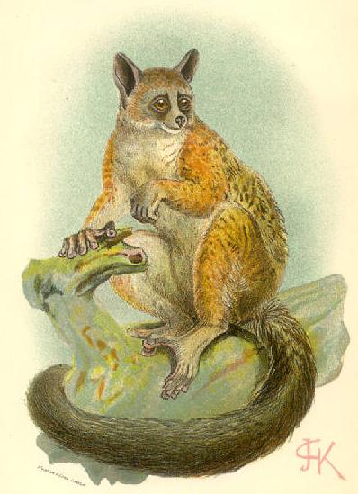 Bioko Allen\'s Bushbaby or Squirrel Galago (Galago alleni) - bush baby.jpg