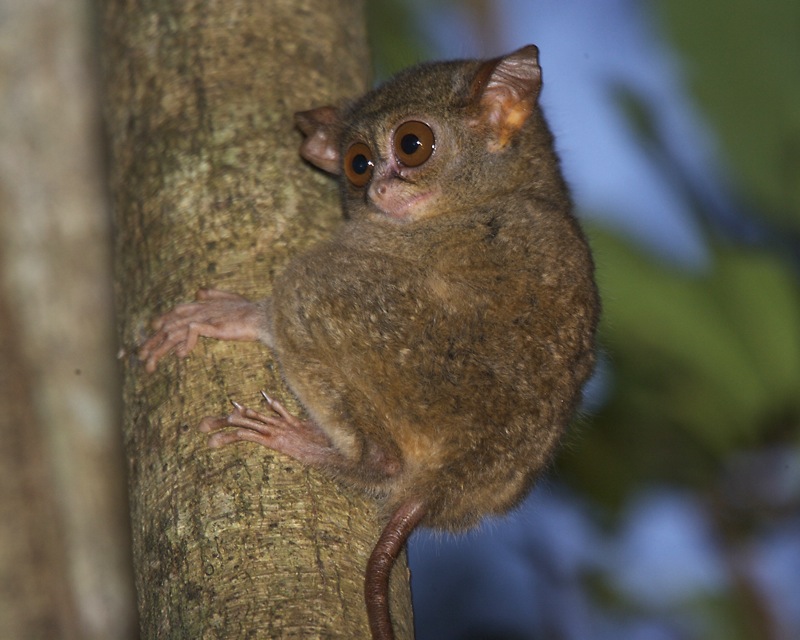 Spectral Tarsier (Tarsius tarsier).jpg