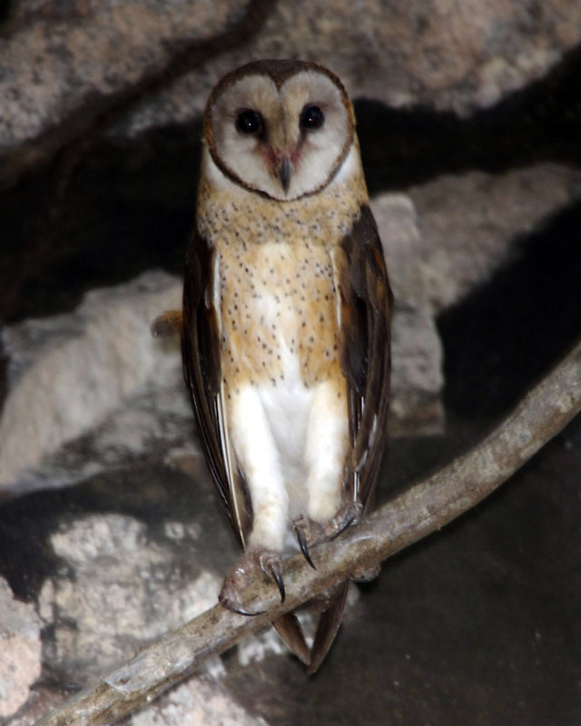 Sulawesi Masked Owl (Tyto rosenbergii rosenbergii).jpg