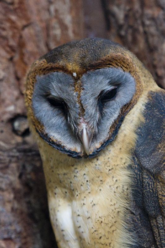 Ashy-faced Owl (Tyto glaucops).jpg