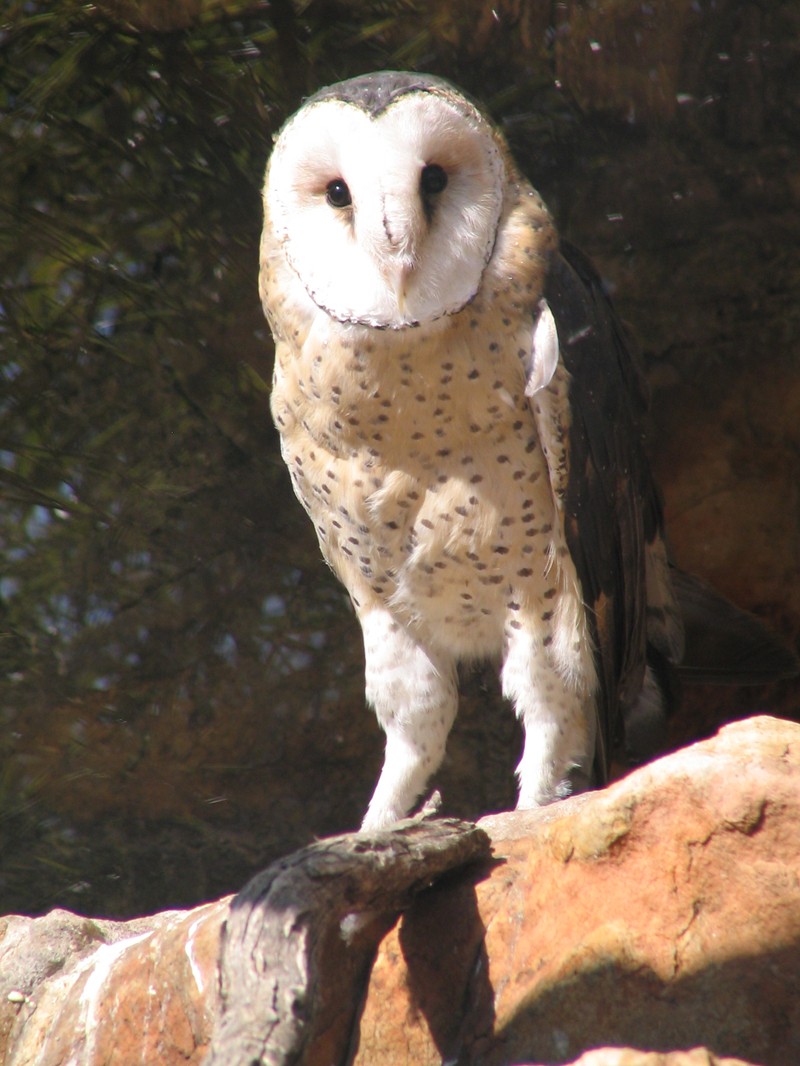 African Grass-owl (Tyto capensis) adult.jpg