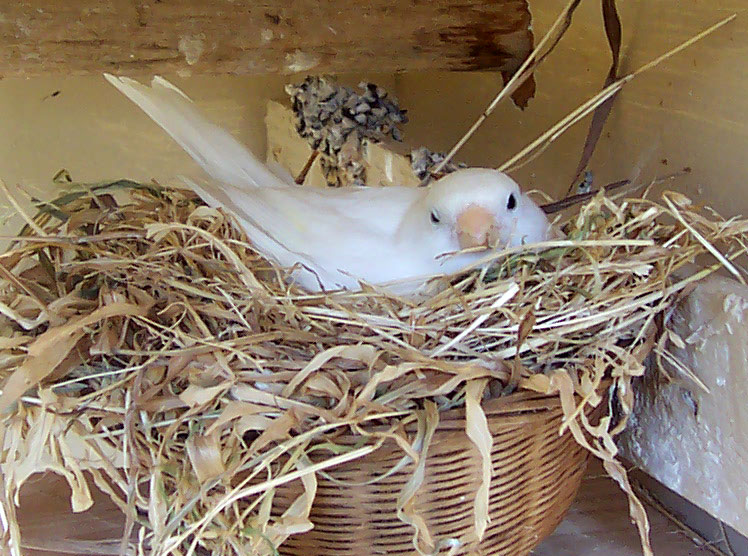 White Domestic Canary nesting-Serinus canaria.jpg