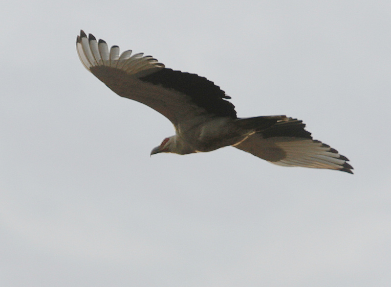 Palm-nut Vulture (Gypohierax angolensis) flying.jpg