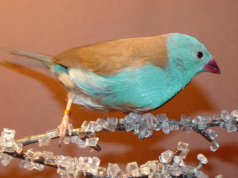 BlueCap CordonBleu Finch - Blue-capped Cordon-bleu (Uraeginthus cyanocephalus).jpg