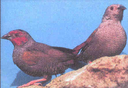 red faced aurora-Red-faced Pytilia or Aruroa (Pytilia hypogrammica).jpg