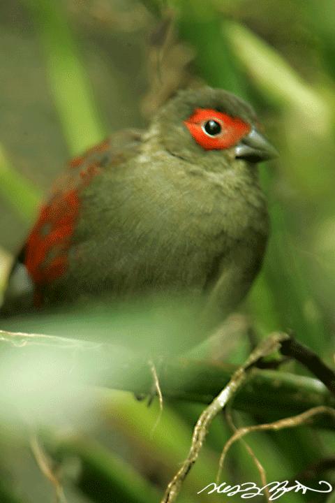 Red-faced Crimson-wing (Cryptospiza reichenovii).gif