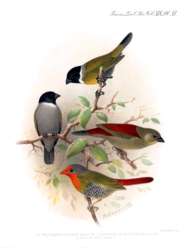 gron nesocharis-White-collared Oliveback (Nesocharis ansorgei), Abyssinian Crimson-wing (Cryptospiza salvadorii), Melba Finch (Pytilia melba belli).jpg