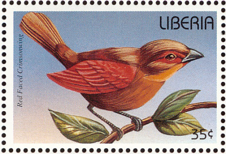 lib199616l-Red-faced Crimson-wing or Crimsonwing, Cryptospiza reichenovii.jpg