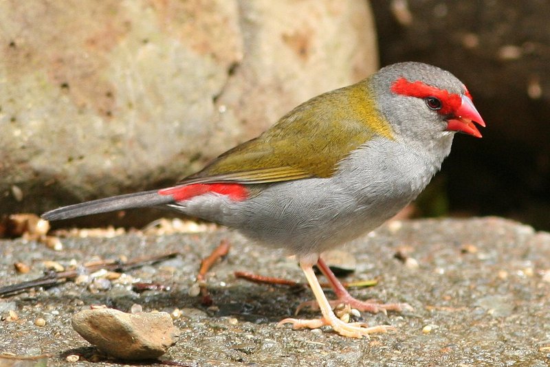 Red-browed Finch or Firetail (Neochmia temporalis).jpg