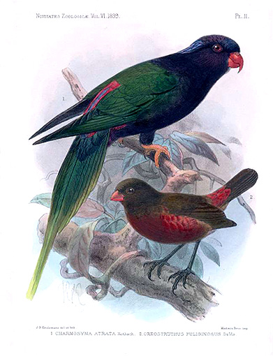 keul nz Charmosyna atrata (upper) and Oreostruthus fuliginosus (Mountain Firetail, below).jpg