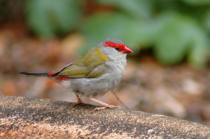 Red-browed Finch (Neochmia temporalis) firetail.jpg
