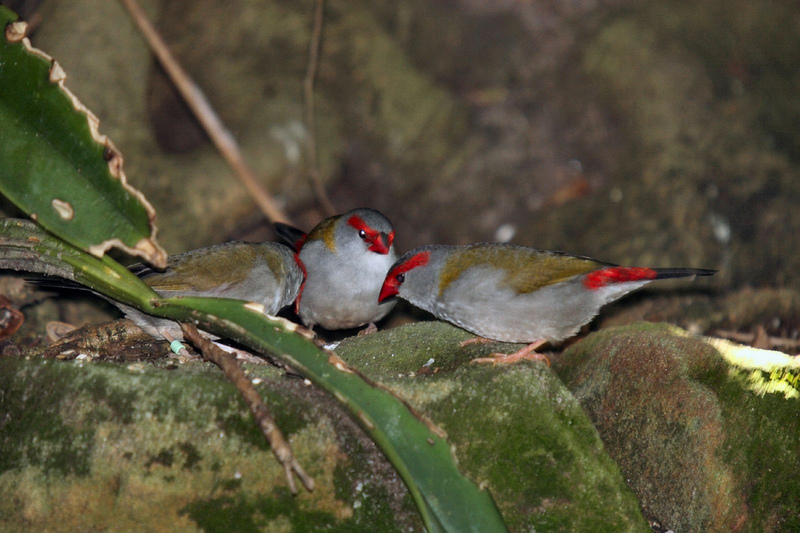 Red-browed Firetail Finches (Neochmia temporalis).jpg
