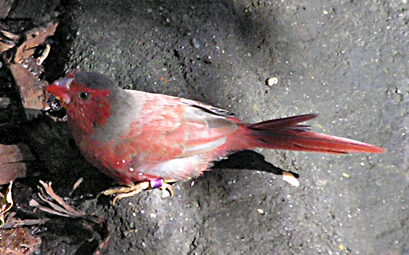 Crimson Finch (Neochmia phaeton).jpg