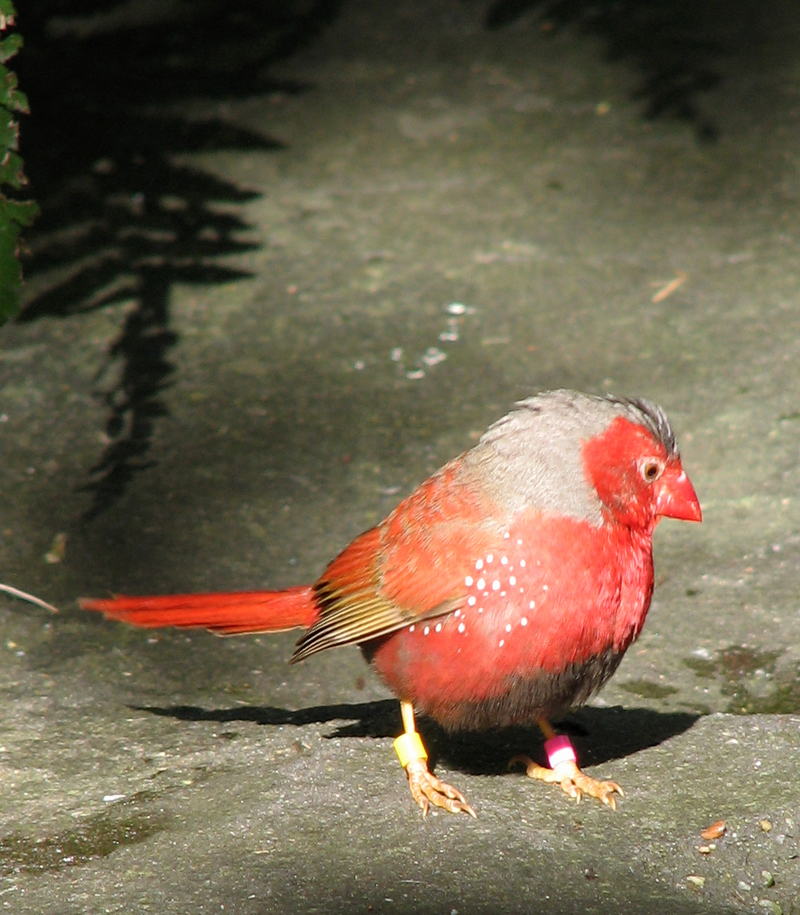 Crimson Finch (Neochmia phaeton).jpg