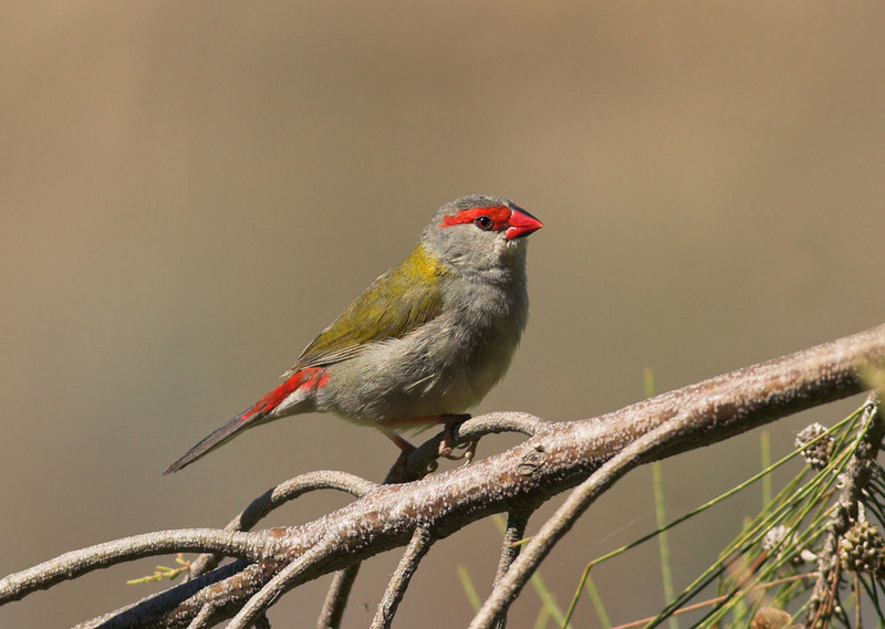 Red-browed Firetail Finch (Neochmia temporalis).jpg