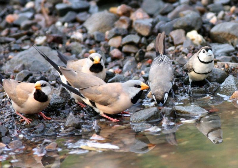 Long-tailed Finch (Poephila acuticauda) with Double-barred finches.jpg