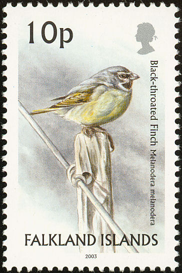 fal200304l-Canary-winged Finch (Melanodera melanodera), White-bridled or Black-throated finch.jpg