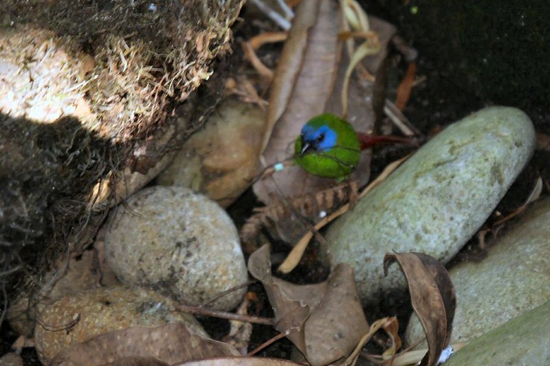 Blue-faced Parrotfinch (Erythrura trichroa).jpg
