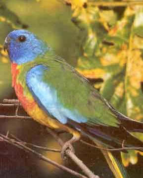 Splendid or Scarlet-chested Parrot (Neophema splendida), Orange-throated or Scarlet-breasted.jpg