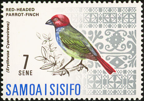 sam196705l-Red-headed Parrotfinch (Erythrura cyaneovirens).jpg