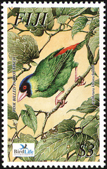 fij200304l-Pink-billed Parrotfinch (Erythrura kleinschmidti).jpg