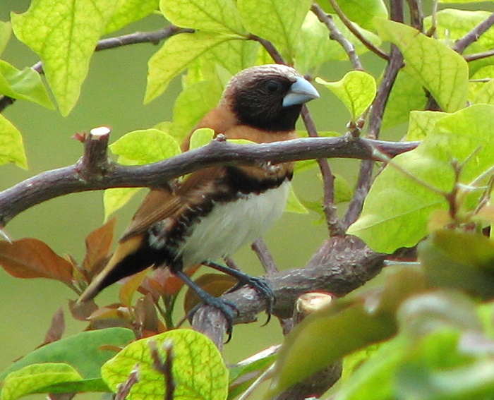 Chestnut-breasted Munia or Mannikin (Lonchura castaneothorax) - Bully Bird.jpg