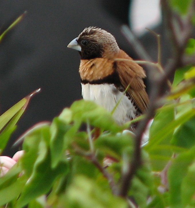 Chestnut-breasted Munia or Mannikin (Lonchura castaneothorax) - Bully Bird.jpg