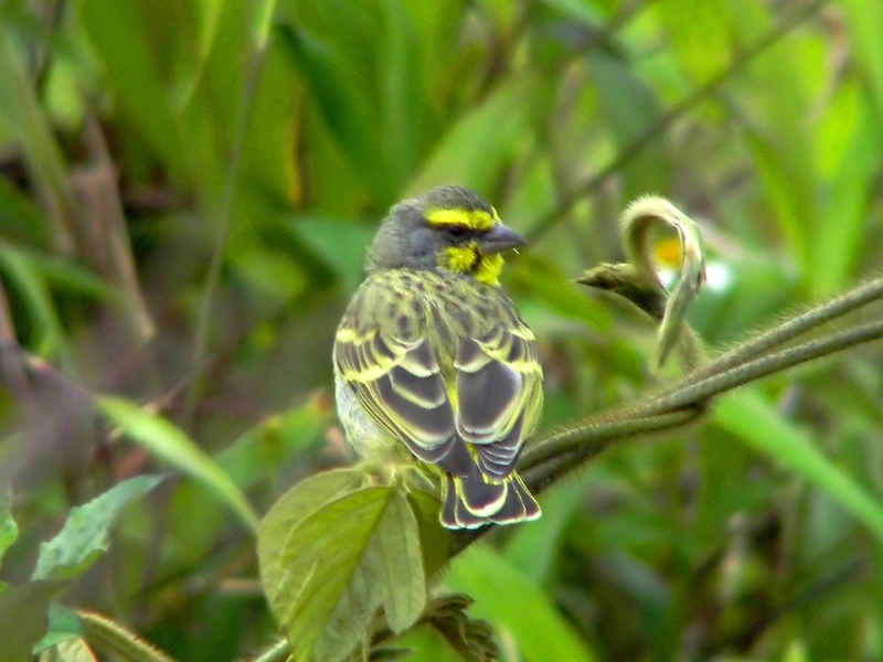 Yellow-fronted Canary (Serinus mozambicus).jpg