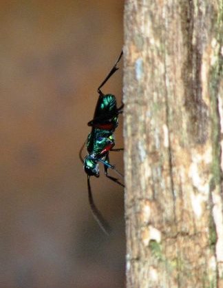 Jewel Wasp or Emerald Cockroach Wasp (Ampulex compressa).jpg