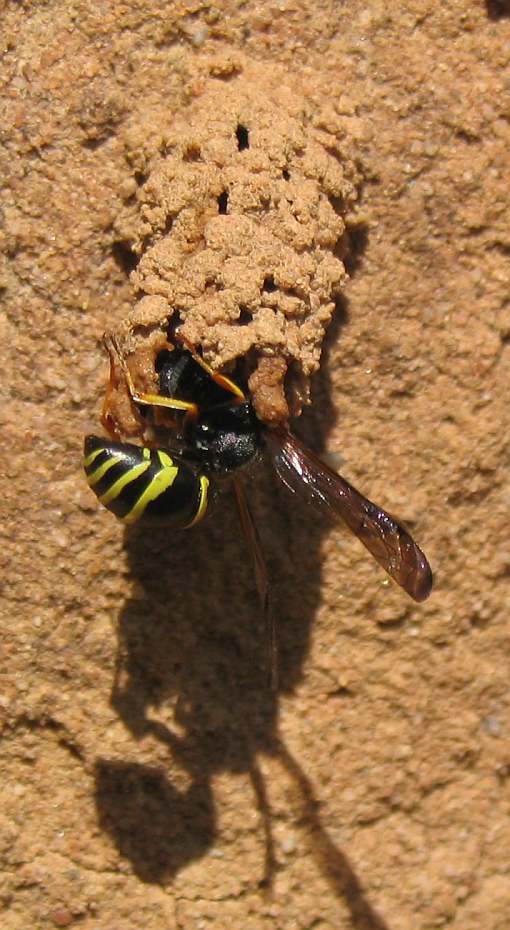 Eumenide Nestbau-Potter or Mason Wasp, Germany.jpg