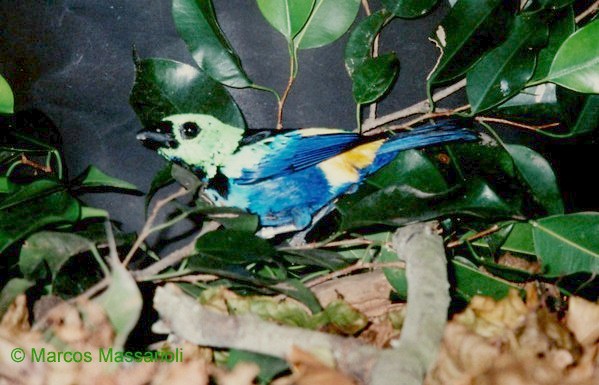 Seven-coloured Tanager (Tangara fastuosa).jpg