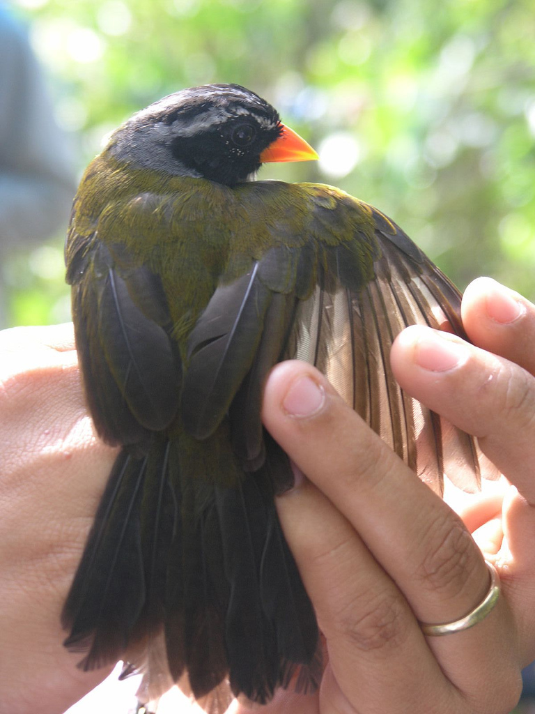 Orange-billed Sparrow (Arremon aurantiirostris).jpg