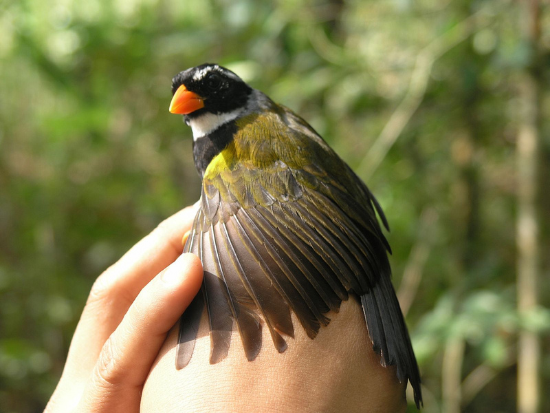Orange-billed Sparrow (Arremon aurantiirostris).jpg