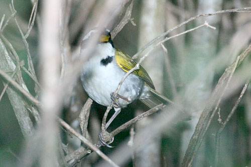 arrfra9366-San Francisco Sparrow (Arremon franciscanus).jpg