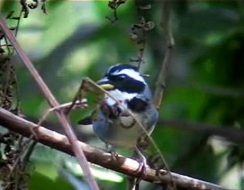 Half-collared Sparrow (Arremon semitorquatus) VidCap.jpg