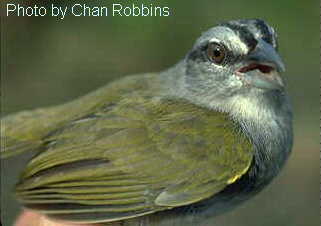 h18740pi-Green-backed sparrow Arremonops chloronotus.jpg