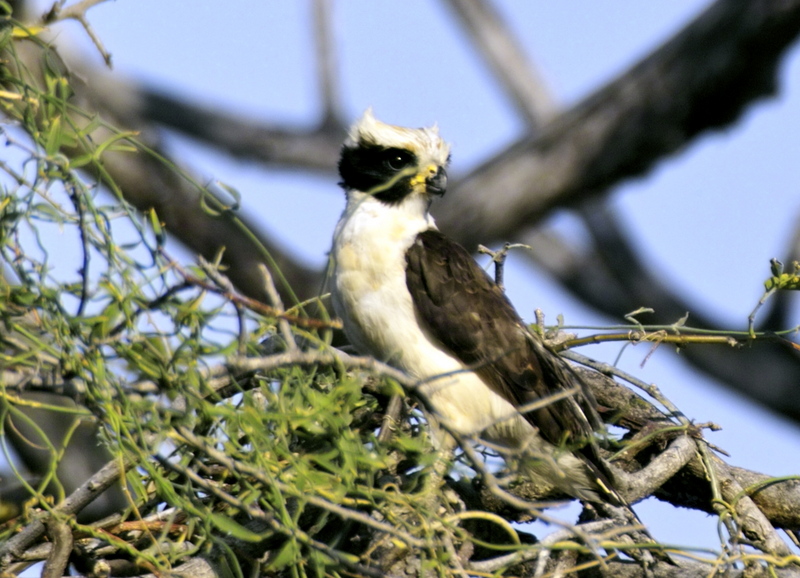 Laughing Falcon (Herpetotheres cachinnans), Snake Hawk.jpg