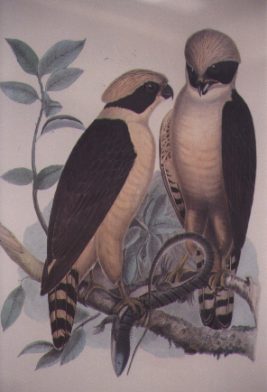 Herpetotheres cacchinans1 - Laughing Falcon or Snake Hawk.jpg